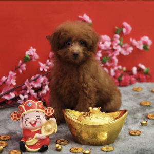 Toy Poodle